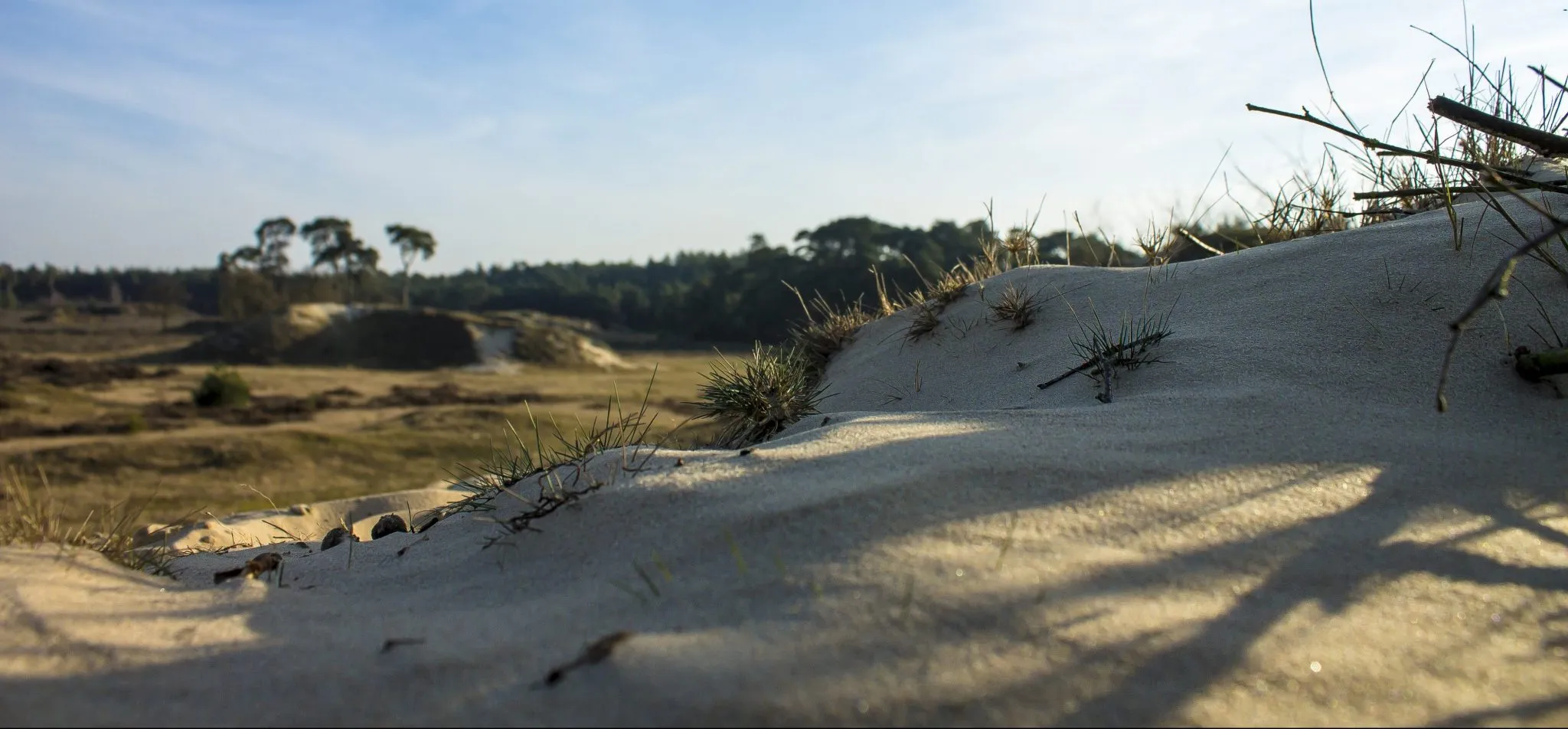 Bomen en gras aan de rand van een bos